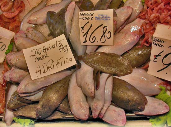 Sole01