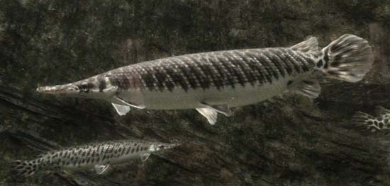 brochet crocodile 03