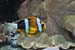 Amphiprion sp. 01