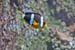 Amphiprion sp. 02