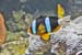 Amphiprion sp. 03