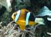 Amphiprion sp. 05