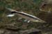Brochet crocodile 01
