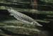 Brochet crocodile 02
