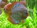 Discus 03