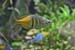 Poisson Arc-en-ciel 01