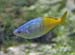 Poisson Arc-en-ciel 03
