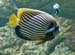 Poisson empereur 04