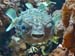 Poisson porc-epic 03