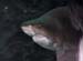 Requin 06