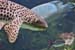 Requin leopard 04