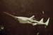 Requin scie 01