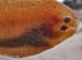 Sole 02