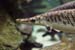 brochet crocodile 05