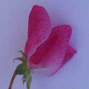 Pois de senteur: dissection