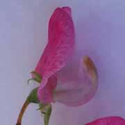 Pois de senteur: dissection