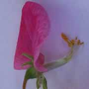 Pois de senteur: dissection