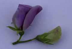 Dissection d'un bouton de pois de senteur