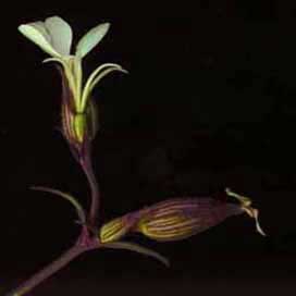 fleurs d'une plante femelle de lychnis dio&iuml;que 