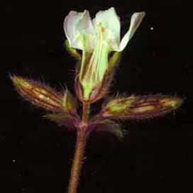 fleurs d'une plante m&acirc;le de lychnis dio&iuml;que 