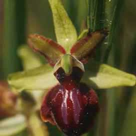  Orchid&eacute;e : Ophrys sphegodes (clich&eacute; C. Reeb)