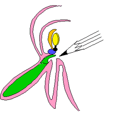 Sch&eacute;ma : pollinisation d'une orchid&eacute;e