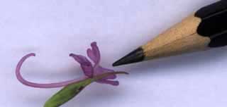 pollinisation d'une orchid&eacute;e