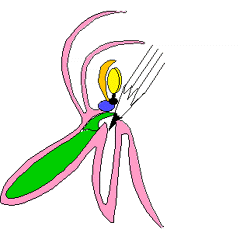 Sch&eacute;ma : pollinisation d'une orchid&eacute;e