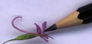 Pollinisation d'une orchid&eacute;e