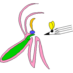 Sch&eacute;ma : pollinisation d'une orchid&eacute;e