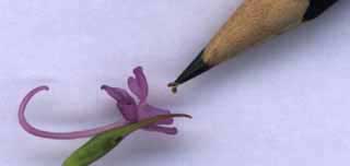 Pollinisation d'une orchid&eacute;e