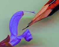 Pollinisation de la sauge