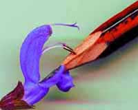 Pollinisation de la sauge