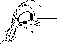 Pollinisation de la sauge : sch&eacute;ma