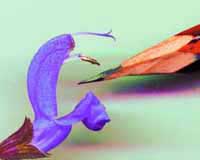 Pollinisation de la sauge