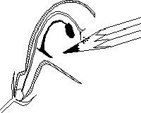 Pollinisation de la sauge : sch&eacute;ma