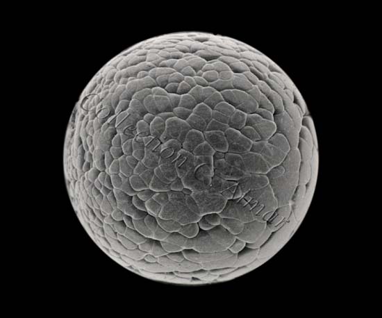 Blastula