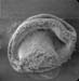 Archenteron neurula01