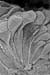 Cellules en bouteille05