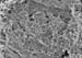Matrice Extra Cellulaire01