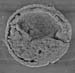 gastrula CS01