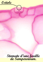 tissus / ostiole.gif