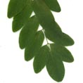 Acacia (Robinier)