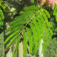 Albizia
