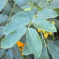cassia
