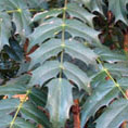 Mahonia