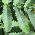 melianthus