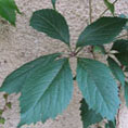 Parthenocissus