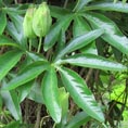 passiflore