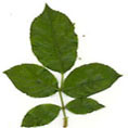 Rosier